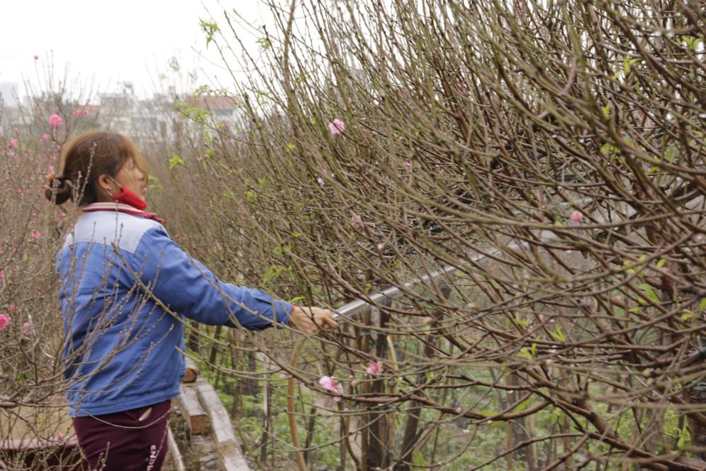 Đào được mùa, người dân Nhật Tân phấn khởi 
